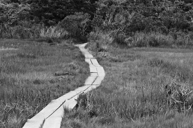 Wooden Path to Wing Island
