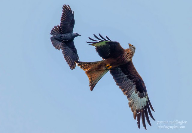 Red kite and Jackdaw action