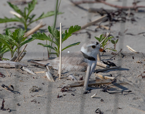 Piping Plover on nest