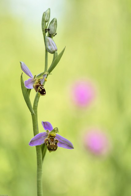 *Bienen-Ragwurz @ Ophrys apifera*