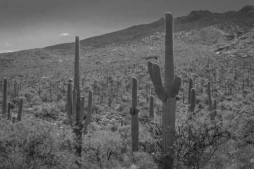 1740mm f4l canon 5d mk2 bw black white saguaro national park arizona cactus desert landscape 1740mmf4l canon5dmk2 blackwhite saguaronationalpark