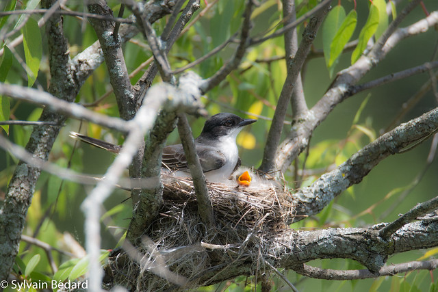 Tyran tritri sur son nid -  Eastern Kingbird on its nest