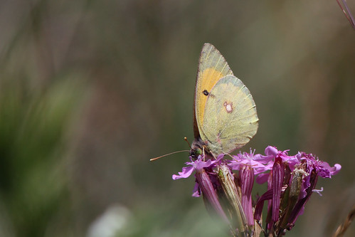 gheorgheni romania butterfly lepidoptera fjäril danubecloudedyellow coliasmyrmidone donauhöfjäril july16 2014