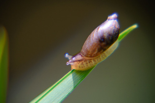 Snail turning, tip of bulrush leaf