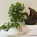 Ficus Burtt Davyii in Martha Goff Pot