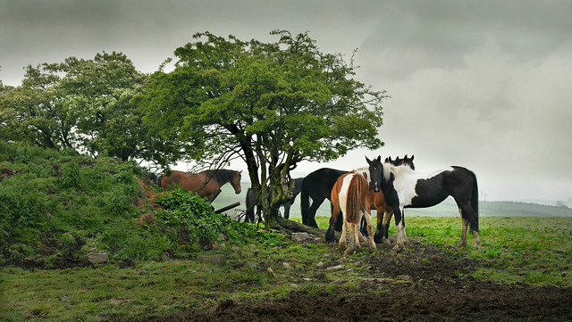 Tree horses