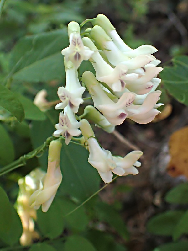 Vetch Alaska Black Vetch - Flowering Plant Species of Alaska - Alaska Handbook