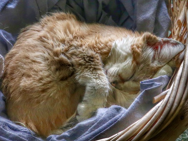 Wildcat Sleeping;)