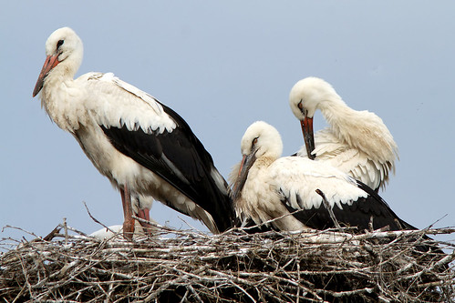 whitestork stork vitstork ciconiaciconia borzont romania bird wildlife