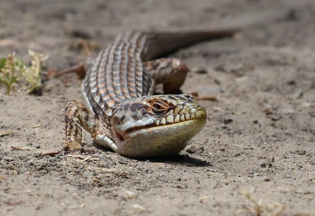 Southern Alligator Lizard at Dry Creek