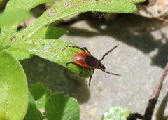 female blacklegged tick hanging onto vegetation with back three pairs of legs and waving front pair in front of it