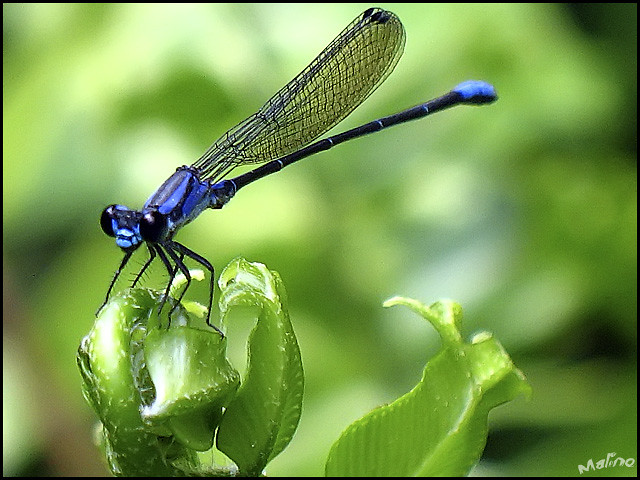 Libélula / Dragonfly