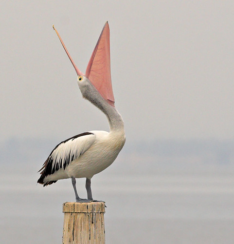 Pelican laughing | This bird was a natural entertainer for u… | Flickr
