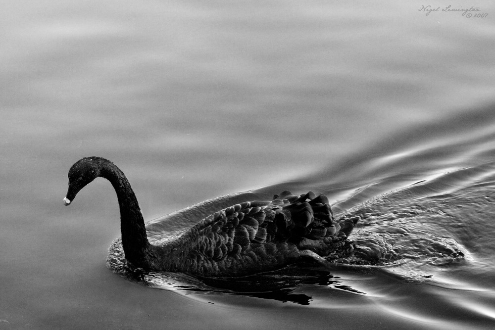 The Swan by .Nigel.