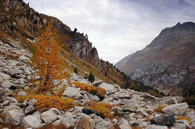 d0405029 | Herbst im Val Forno. Bergell / Graubünden, 03.10.2004