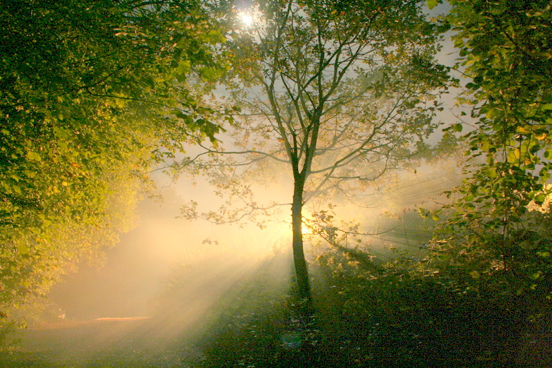 Trees | Flickr