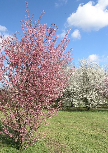 Prunus Okame e cerasifera