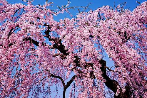 Untitled | by tamjpn