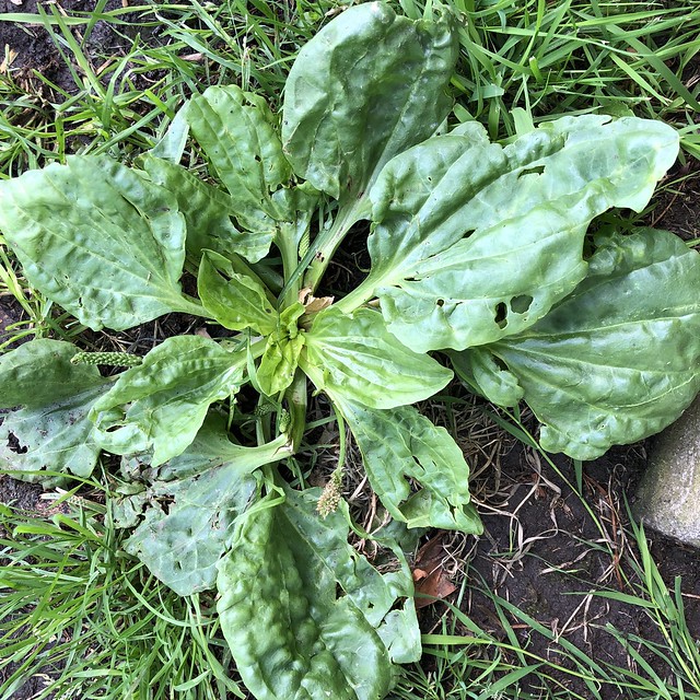 Broad-Leaf Plantain (Plantago) is Edible