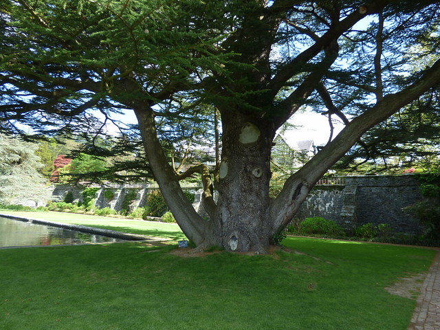 Bodnant Garden - Terraces - big old tree not for climbing