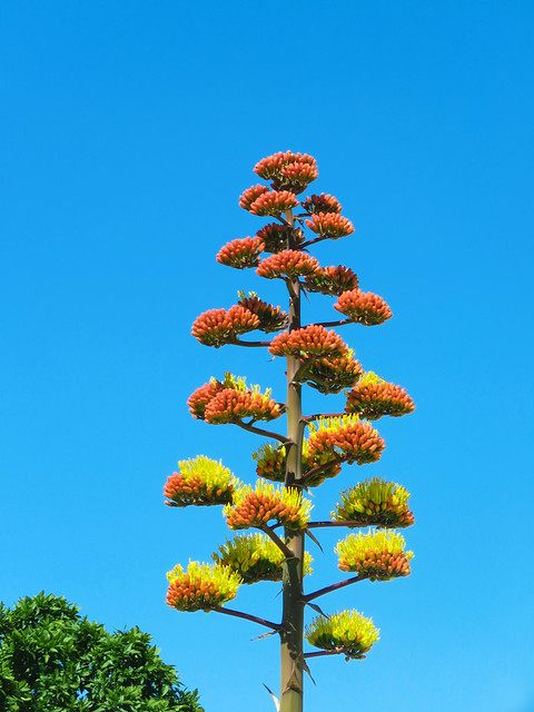Agave in bloom #3
