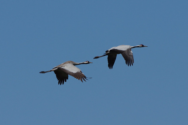 IMGP8537c Common Cranes, Woodwalton Fen, May 2018
