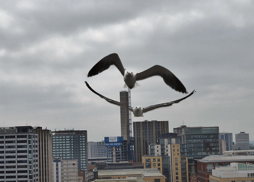 Big Bird over Birmingham (Optical Illusion) | by metrogogo