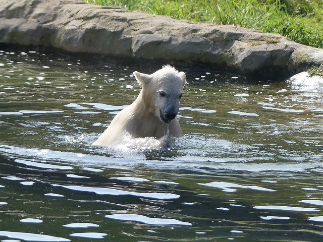 Eisbär Nanook, Zoom Gelsenkirchen