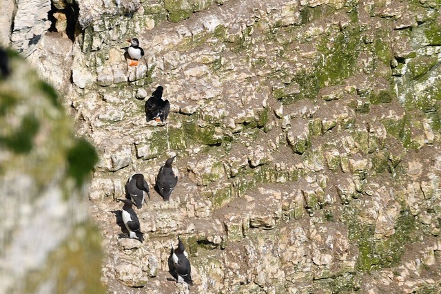 Puffins and Razorbill at Bempton Cliffs (UK)
