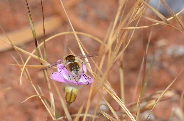 Bee fly on Calandrinia kalaniensis