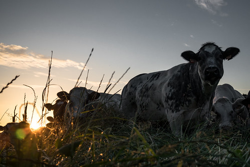 cattle canoneosm50 cow cows wallonia sunset efm22m120stm livestock efm22mmf2stm