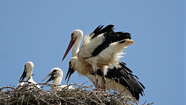 Young storks 2018