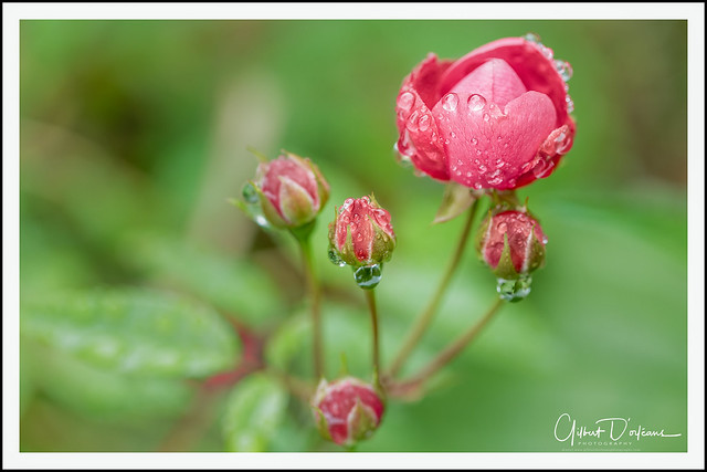 FLOWER_Red Rose