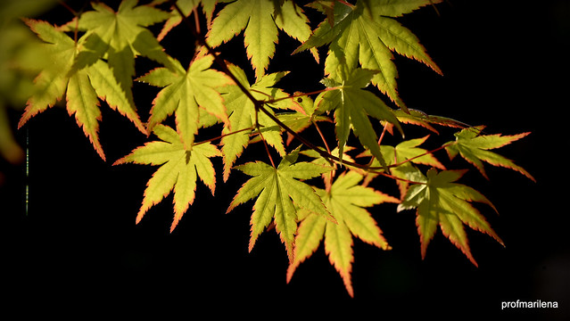 DSC_2790 evening light on my Japanese maple , summer is a matter of light