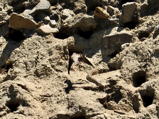 Bank Swallow hazing Great Basin Gopher Snake