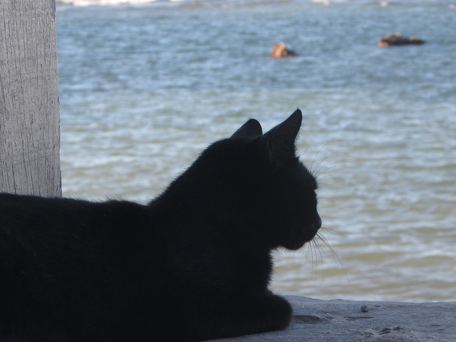 The cat & the sea