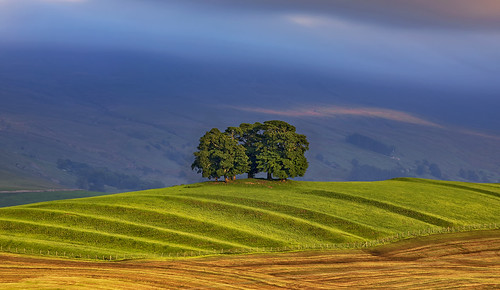 yorkshire nateby trees copse hillock dales yorkshiredales grass sunlight