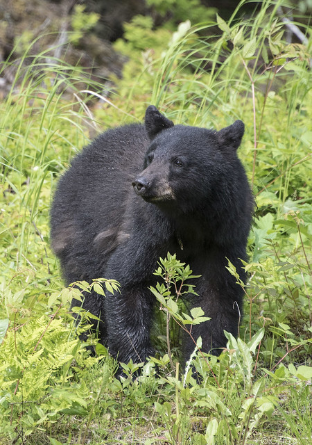 Black Bear not quite 2 year old 3058