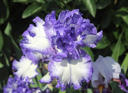 iris | by cheadle photo