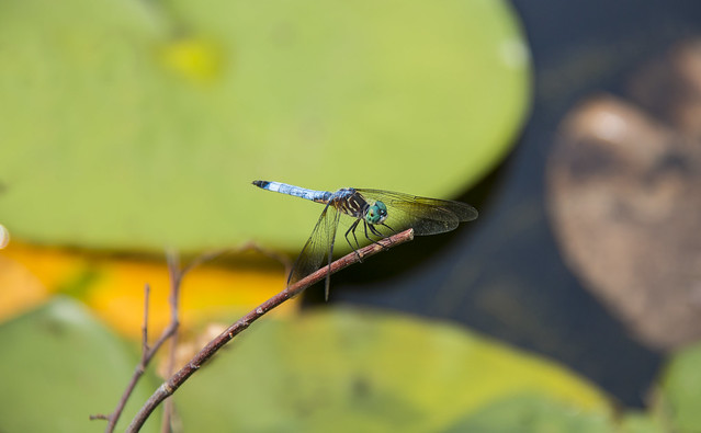 dragonfly_side