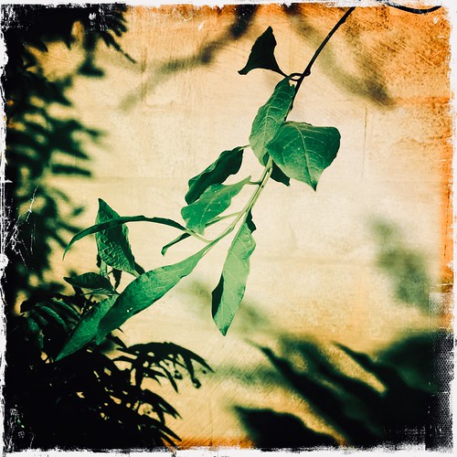 Messages from Merlin | by Rantz