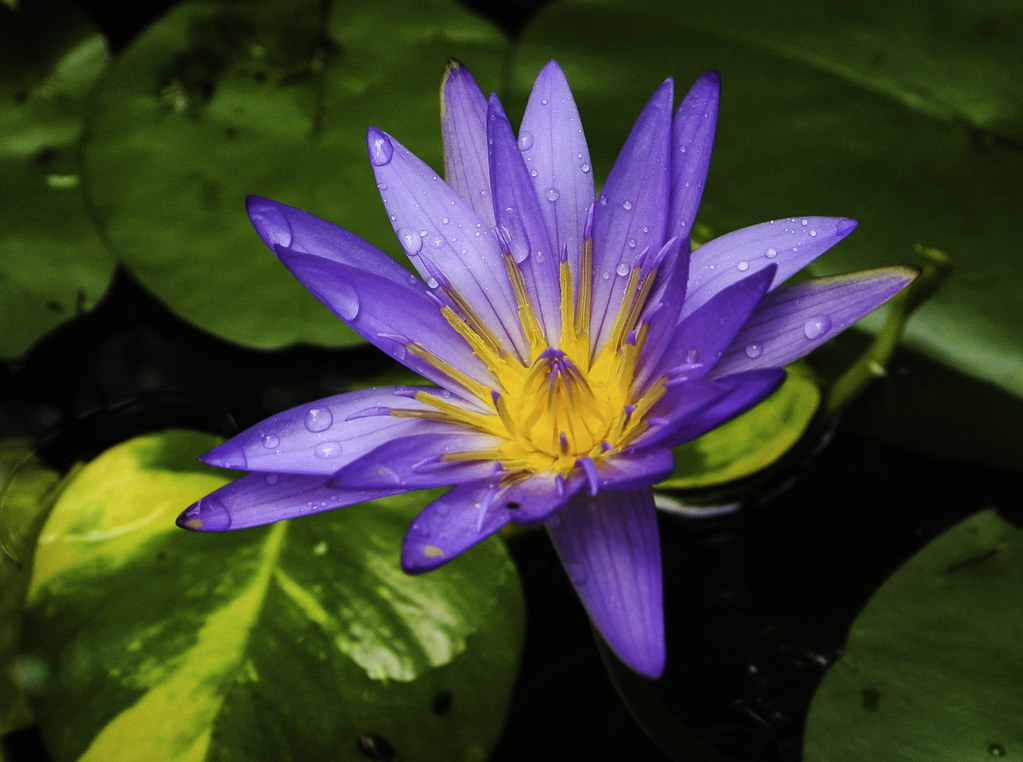Blauer Lotus - Blue Water Lily, Nymphaea caerulea, Katharina