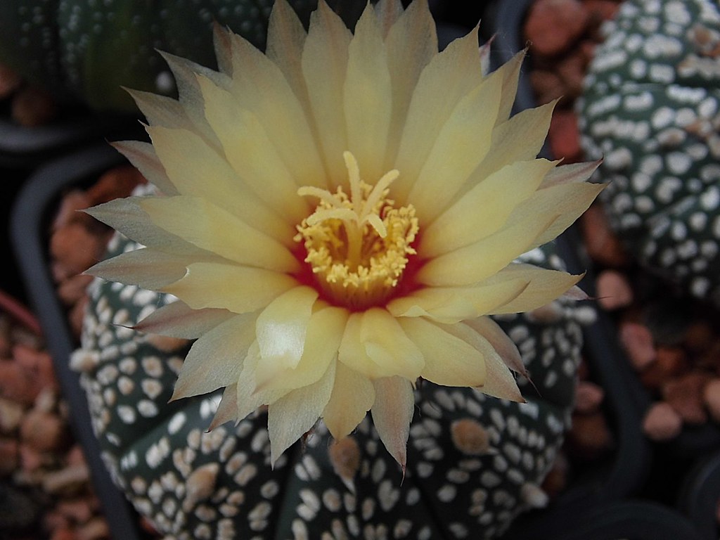 Astrophytum flower