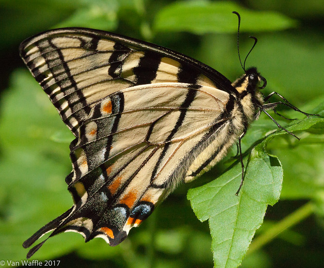 Papilio canadensis, Canadian tiger swallowtail
