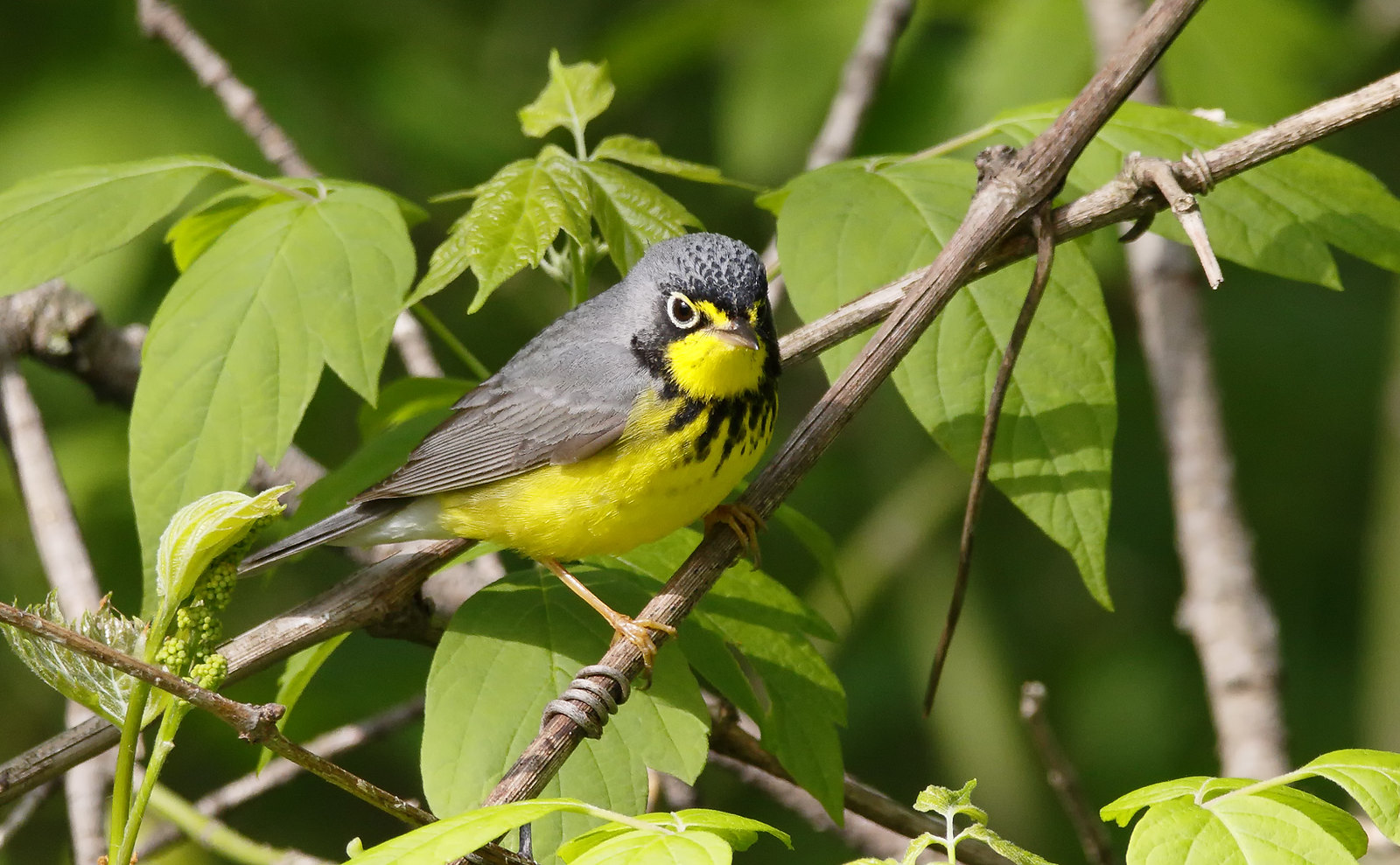 Canada Warbler [male]