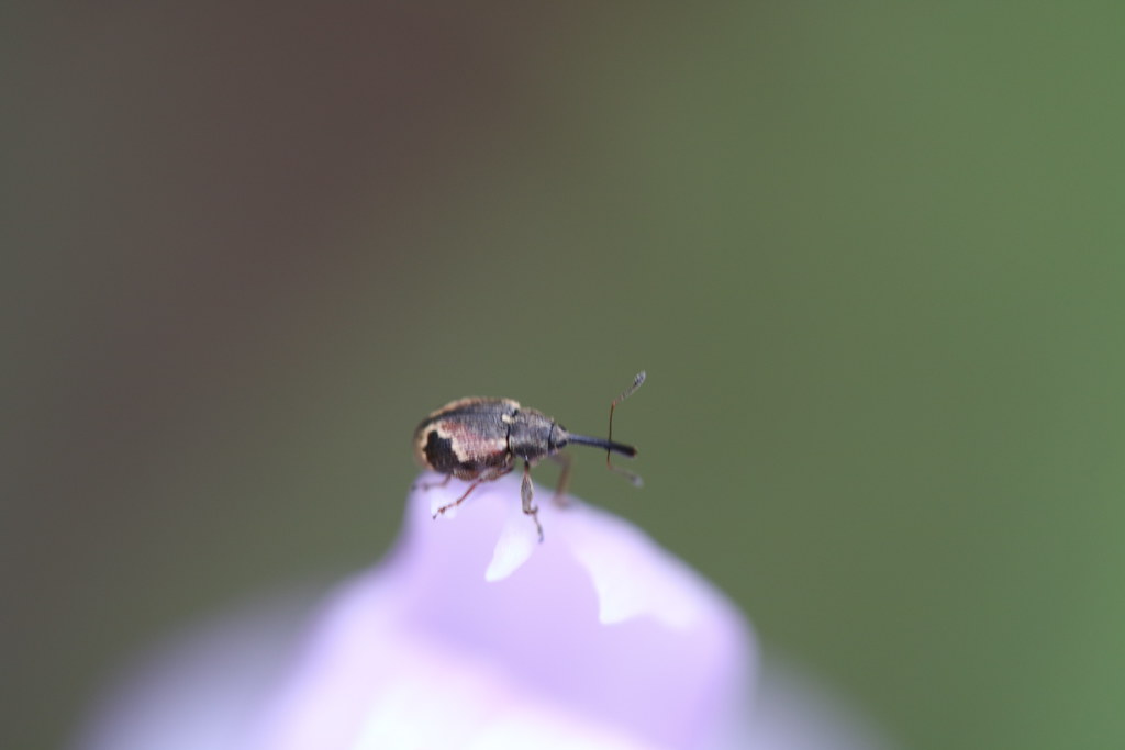 Anthonomus Bisignifer イチゴハナゾウムシ Kensrose7 Flickr