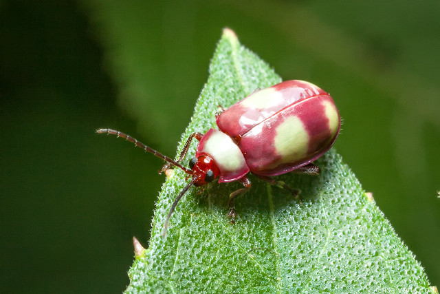 Pink leaf beetle (Asphaera sp.)
