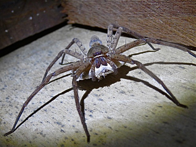 Araña cazadora (Heteropoda venatoria), hembra con saco de huevos.