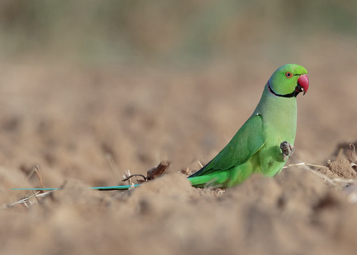 psittacula krameri roseringed parakeet karachi pakistan sindh