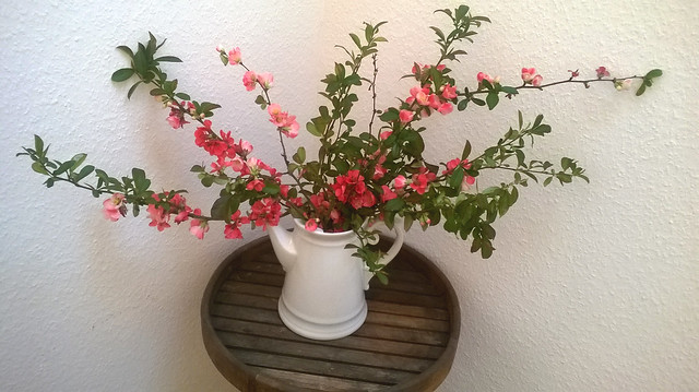 Flowering quince